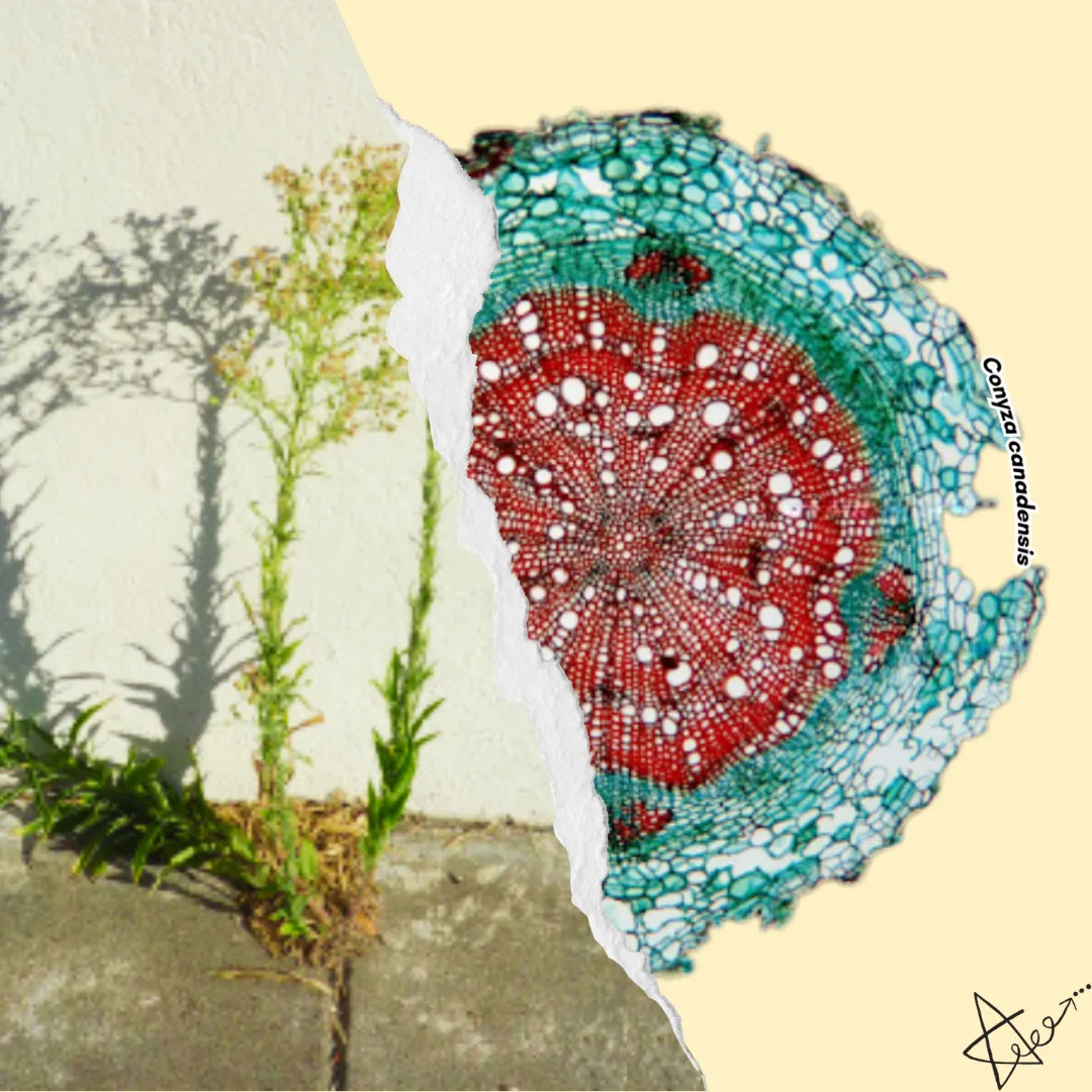 Deux ans — L'Adventice pousse encore.